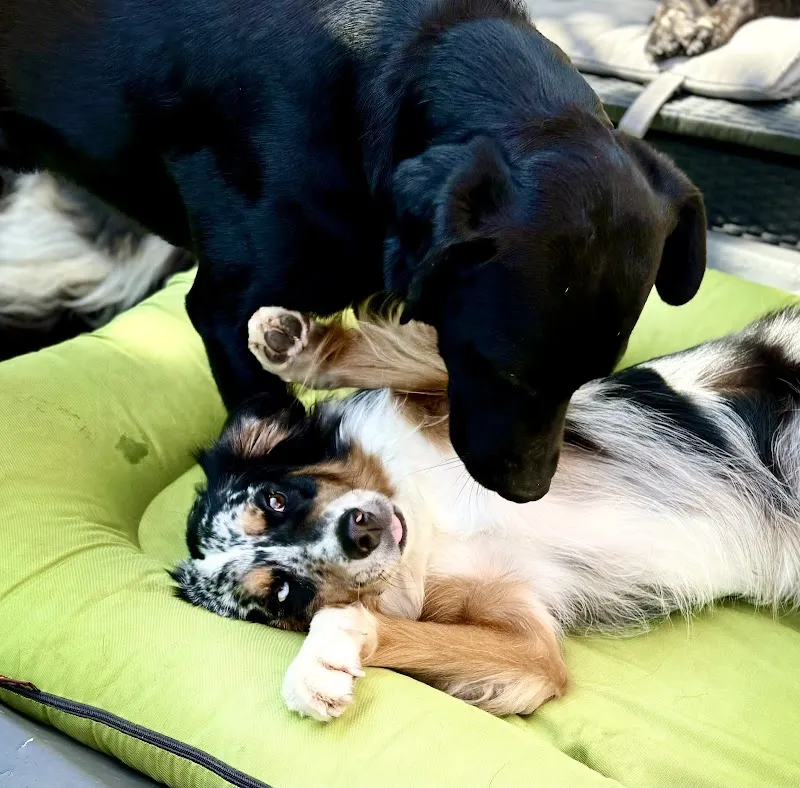 Karin's Tierbetreuung — Katzenpension, Schöfflisdorf, Zürich. Foto 3