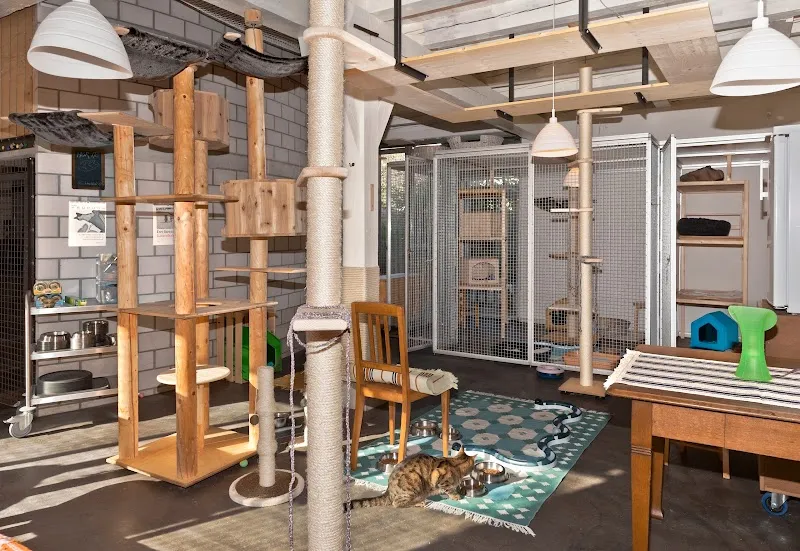 Katzen-Ferienhotel — Pensione per gatti, Oberneunforn, Turgovia. Foto 2