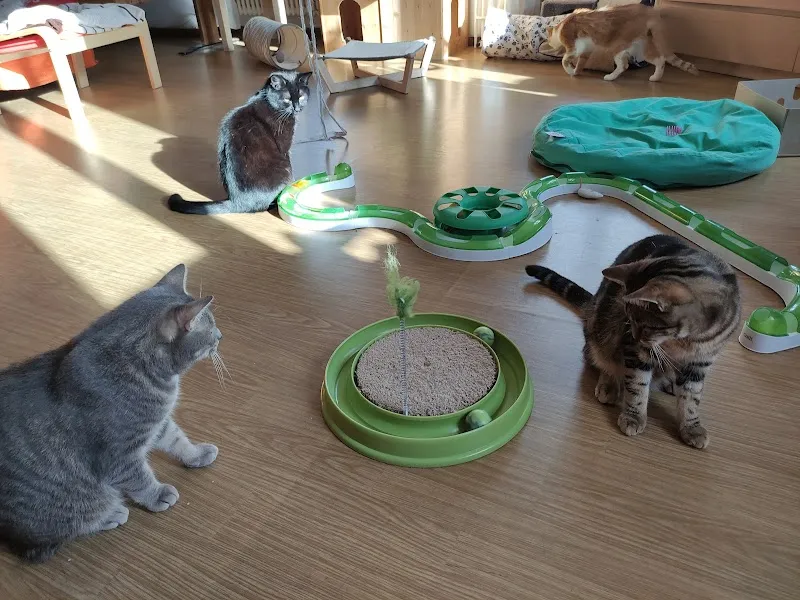 KatzenFerienParadies — Katzenpension in Sulz, Aargau. Bewertung 4.9/5.