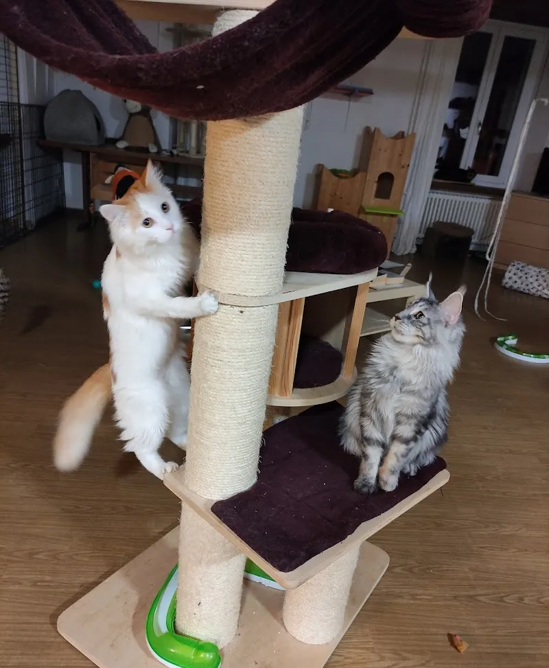 KatzenFerienParadies — Katzenpension, Sulz, Aargau. Foto 2