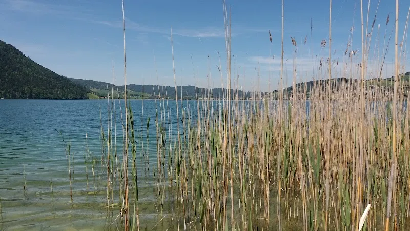 Katzenbetreuung Ägerital — Pensione per gatti, Morgarten, Zugo. Foto 3