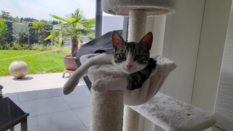 Katzenbutler — Katzenpension in Hinwil, Zürich. Bewertung 4.6/5.