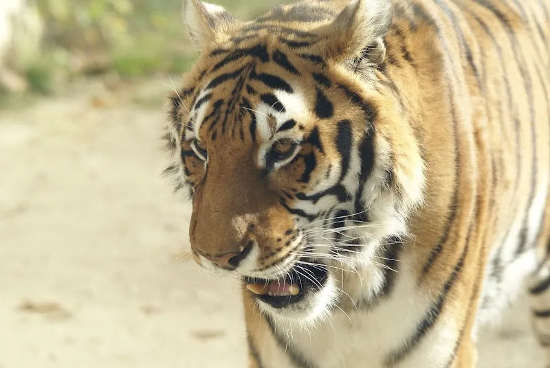 Katzenbutler — Katzenpension, Hinwil, Zürich. Foto 2