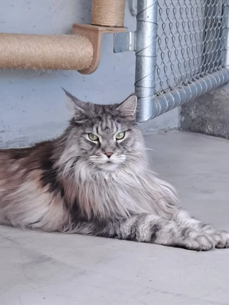 Katzenferienheim Allenspach — Katzenpension in Adliswil, Zürich. Bewertung 4.9/5.