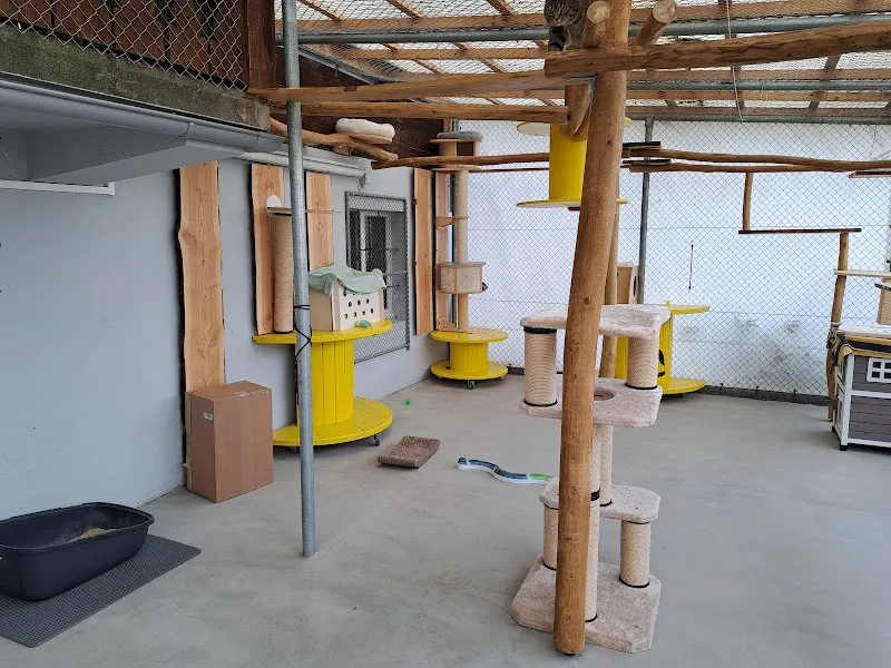 Katzenferienheim Allenspach — Pension pour chats, Adliswil, Zurich. Foto 2