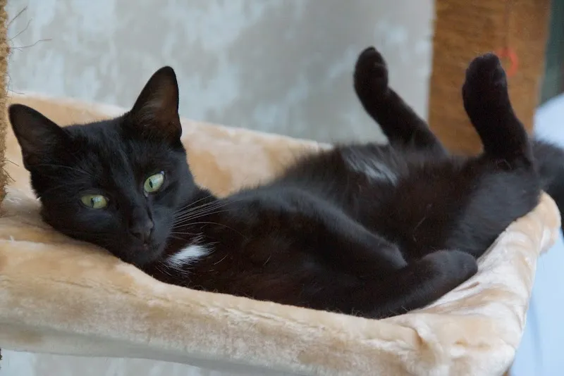 Katzenferienheim Allenspach — Pension pour chats, Adliswil, Zurich. Foto 3