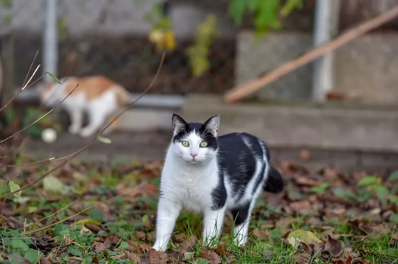 Katzenheim Arche — Tierheim in Rapperswil-Jona, St. Gallen. Bewertung 4.6/5.