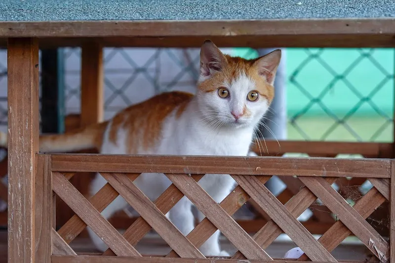 Katzenheim Arche — Refuge, Rapperswil-Jona, Saint-Gall. Foto 2