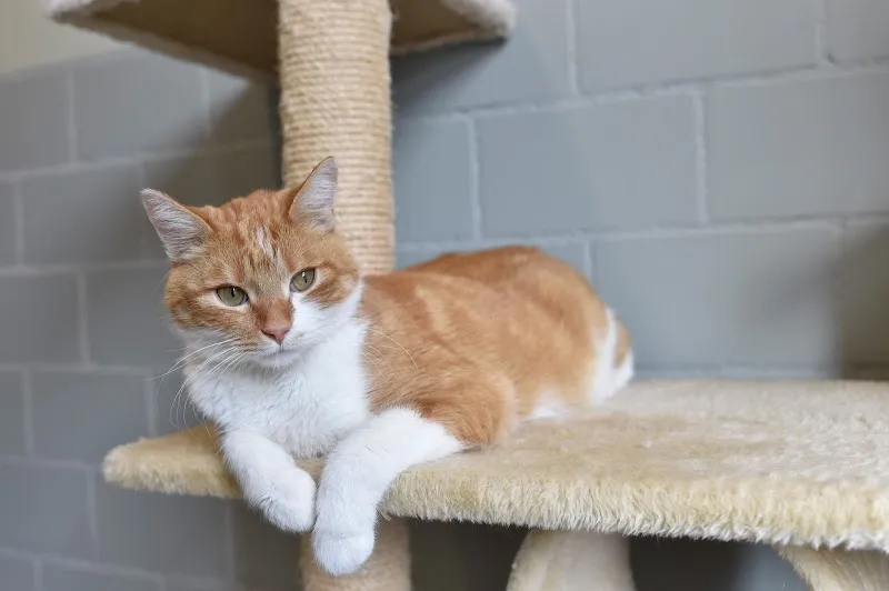 Katzenheim Arche — Refuge, Rapperswil-Jona, Saint-Gall. Foto 3