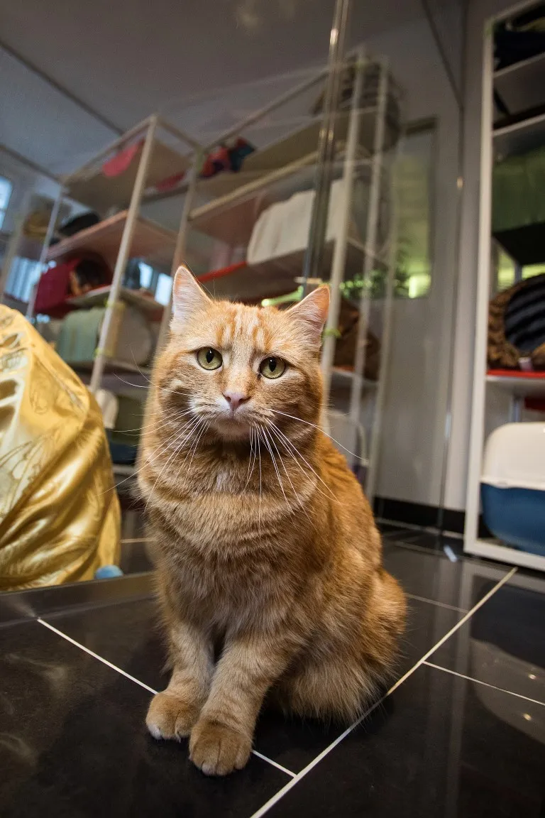 Katzenhotel Ermitage Küsnacht — Katzenpension, Küsnacht, Zürich. Foto 3