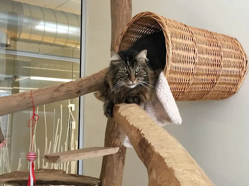 Katzenhotel Marigin — Katzenpension in Feusisberg, Schwyz. Bewertung 4.2/5.