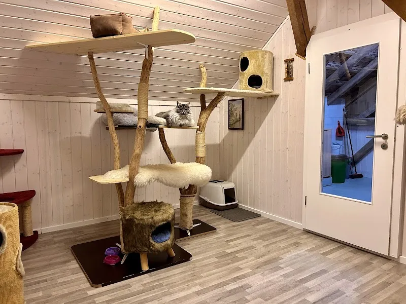 Katzenhotel Neerach — Pension pour chats, Neerach, Zurich. Foto 2