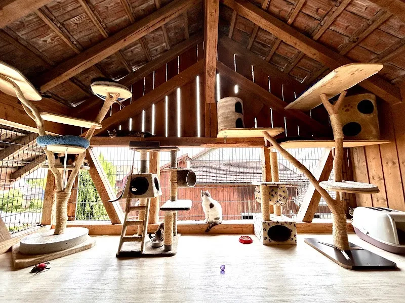 Katzenhotel Neerach — Pension pour chats, Neerach, Zurich. Foto 3