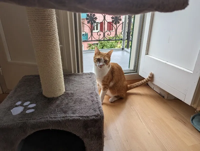 Katzenpension Amina — Katzenpension in Zürich, Zürich. Bewertung 5.0/5.