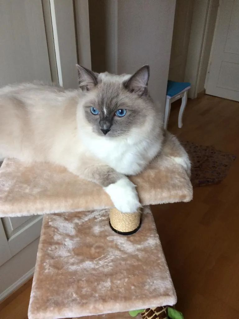 Katzenpension Amina — Pension pour chats, Zürich, Zurich. Foto 2