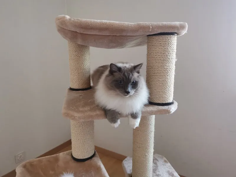 Katzenpension Amina — Pension pour chats, Zürich, Zurich. Foto 3