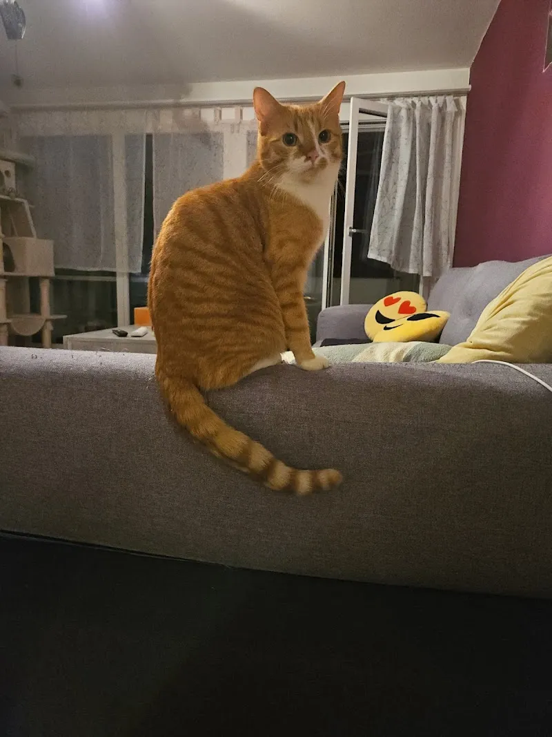 Katzenpension Apollo — Pension pour chats, Arth, Schwyz. Foto 2