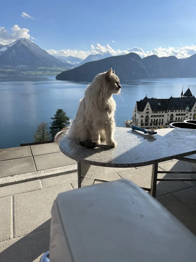 Katzenpension Apollo — Pension pour chats, Arth, Schwyz. Foto 3