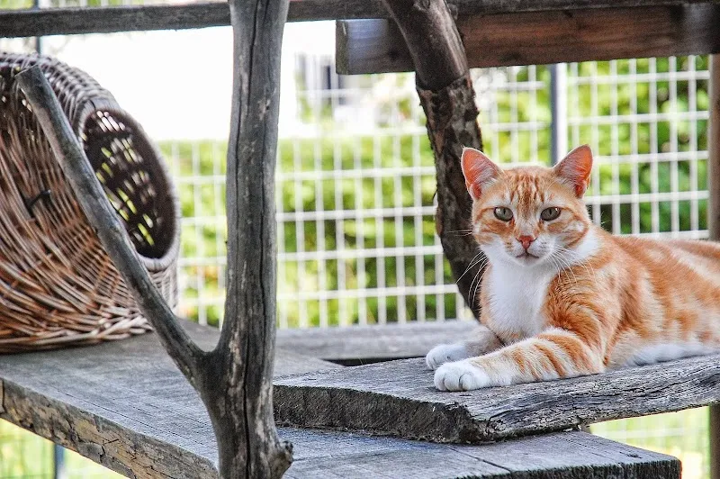 Katzenpension Rosinlihof — Katzenpension in Ehrendingen, Aargau. Bewertung 4.7/5.