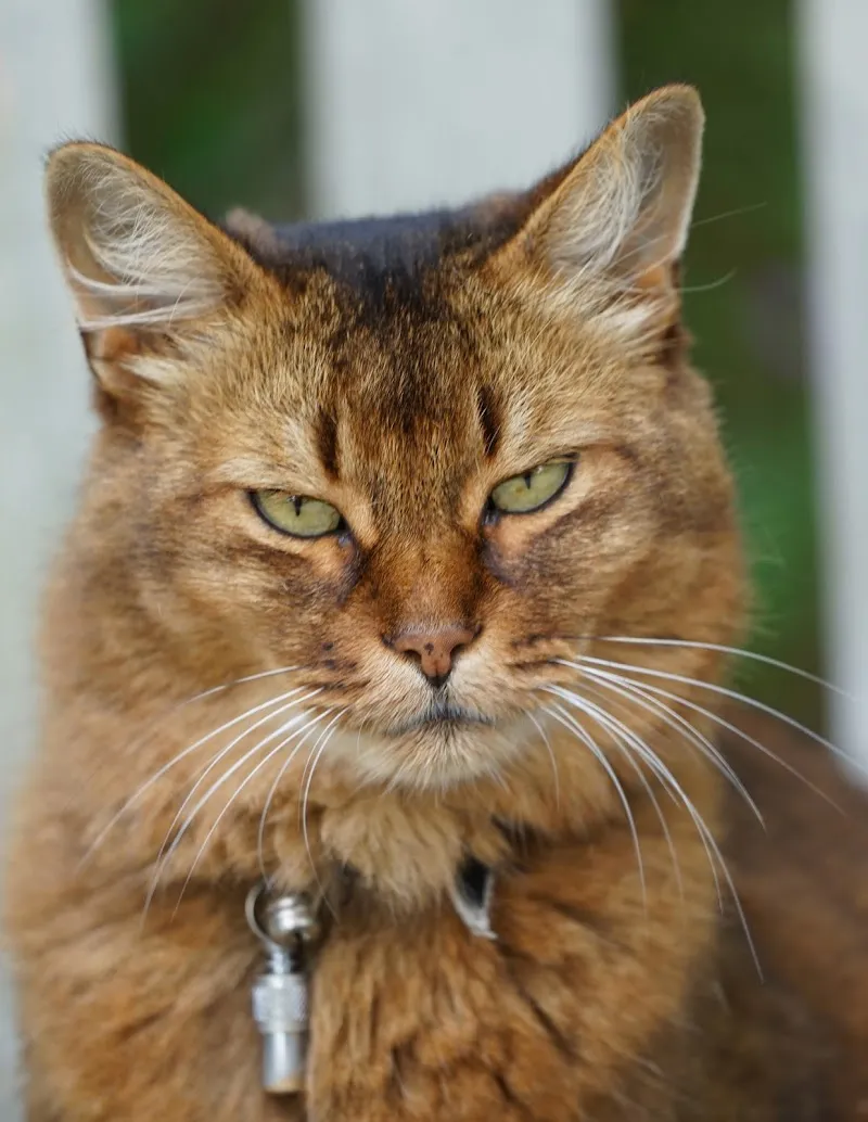 Katzensitting Zubler — Katzenpension in Bonstetten, Zürich. 
