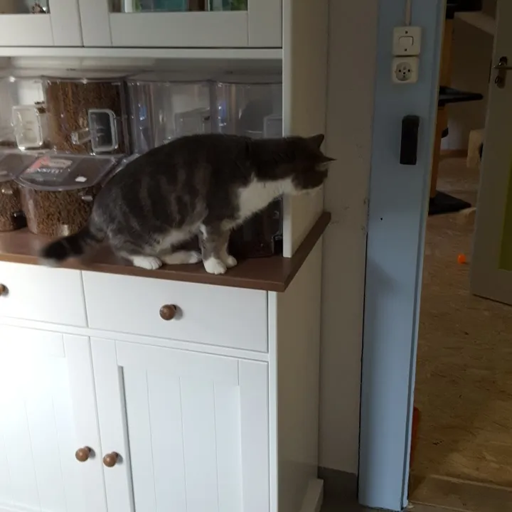 Katzeria 5* Katzenhotel — Katzenpension in Fischenthal, Zürich. Bewertung 4.5/5.