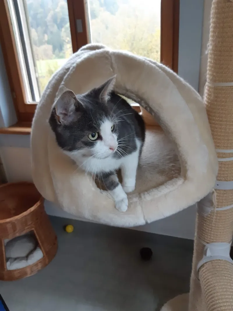 Katzeria 5* Katzenhotel — Pension pour chats, Fischenthal, Zurich. Foto 2