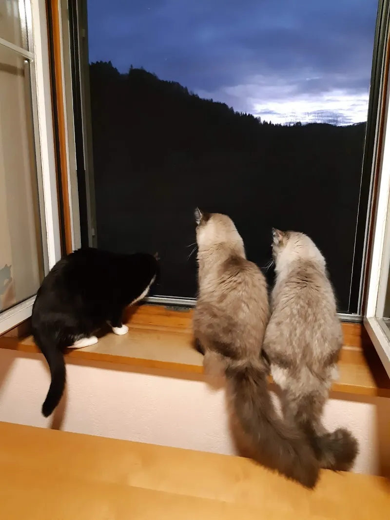 Katzeria 5* Katzenhotel — Pension pour chats, Fischenthal, Zurich. Foto 3