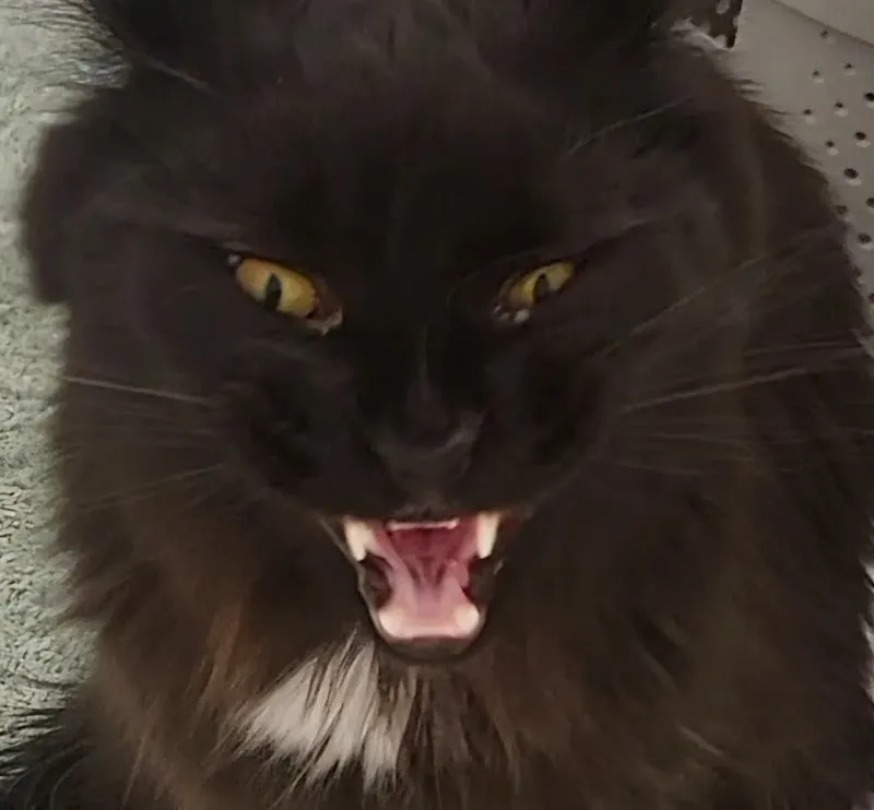 Local CatSitter Zurich — Katzenpension in Zürich, Zürich. Bewertung 5.0/5.