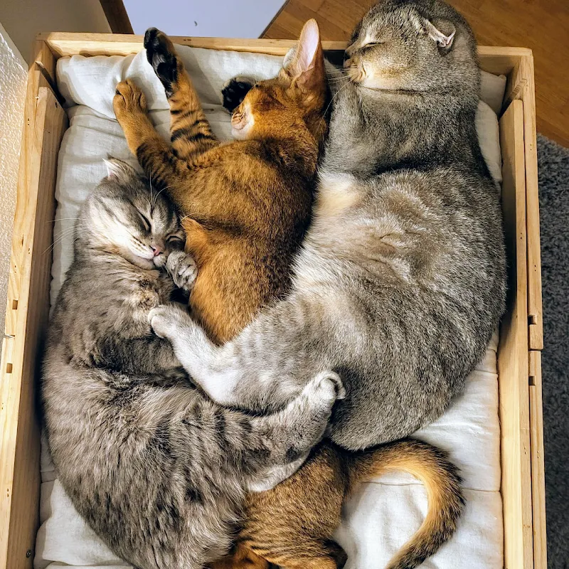 Local CatSitter Zurich — Pensione per gatti, Zürich, Zurigo. Foto 2