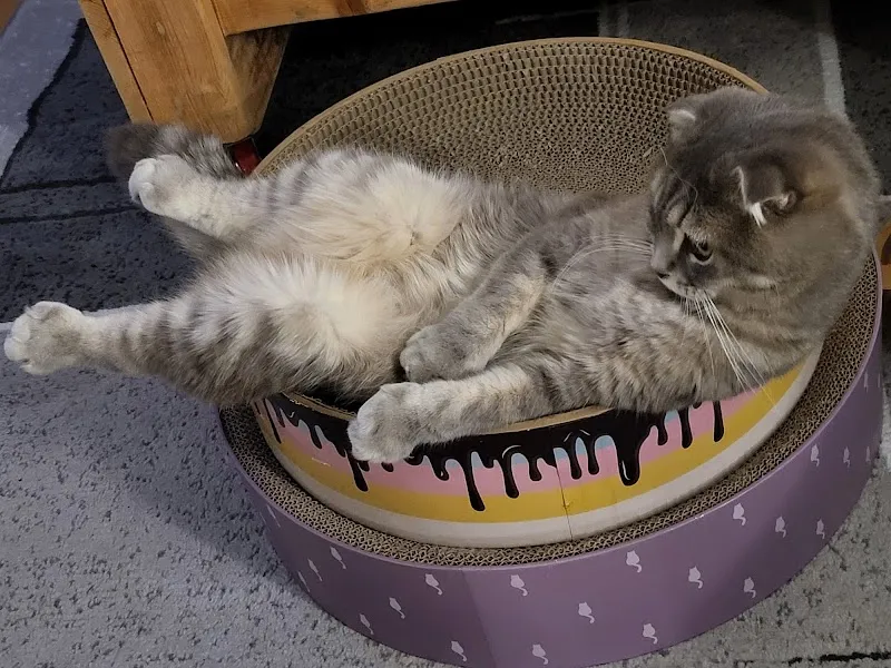 Local CatSitter Zurich — Pensione per gatti, Zürich, Zurigo. Foto 3