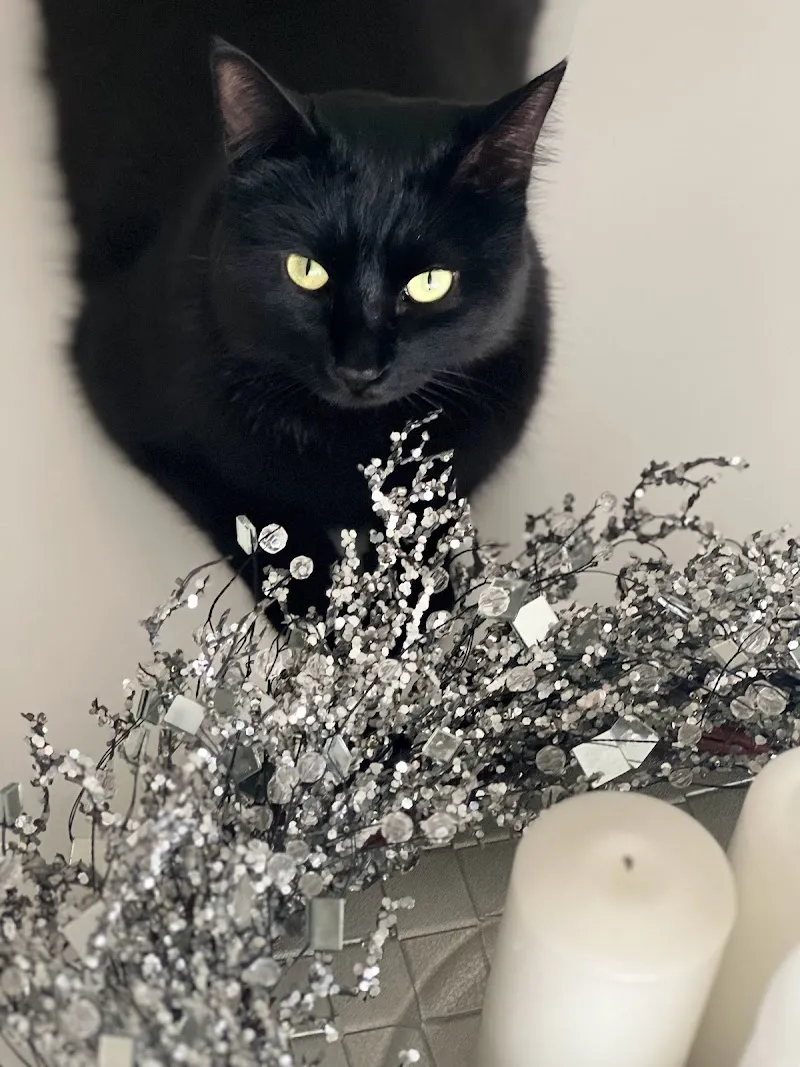 Luis the Black Cat — Katzenpension in Bülach, Zürich. Bewertung 5.0/5.