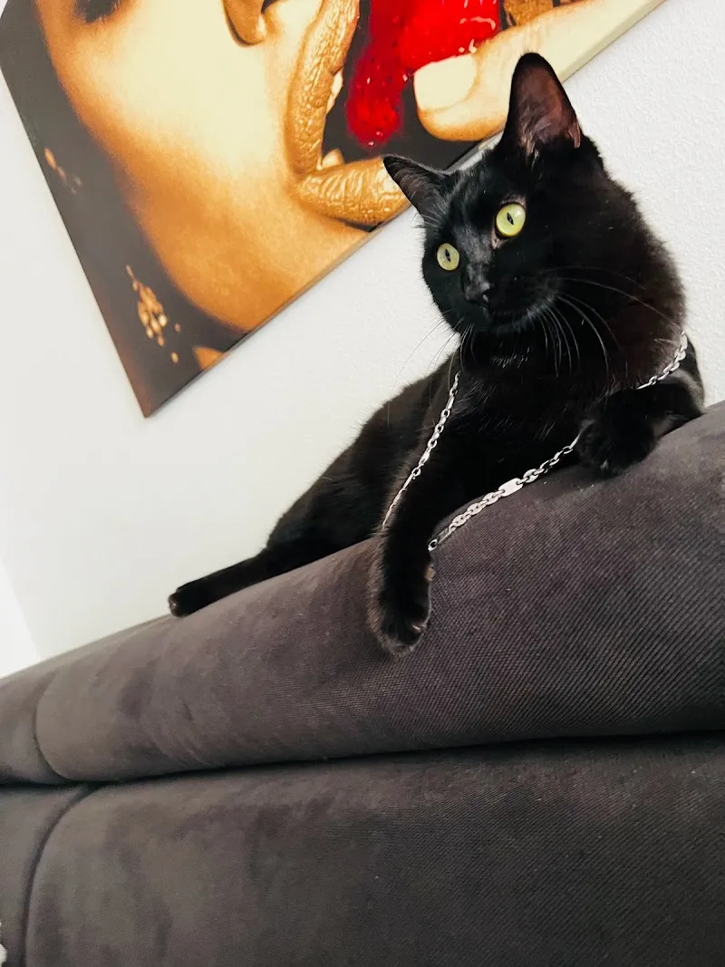 Luis the Black Cat — Katzenpension, Bülach, Zürich. Foto 2