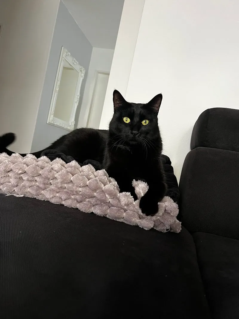 Luis the Black Cat — Katzenpension, Bülach, Zürich. Foto 3