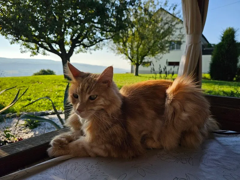 Mimis Katzenbetreuung — Katzenpension in Reinach, Aargau. Bewertung 4.9/5.