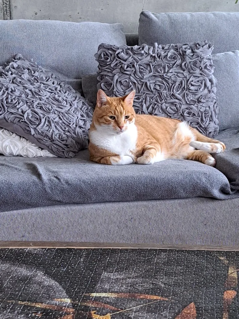 Mimis Katzenbetreuung — Pensione per gatti, Reinach, Argovia. Foto 2