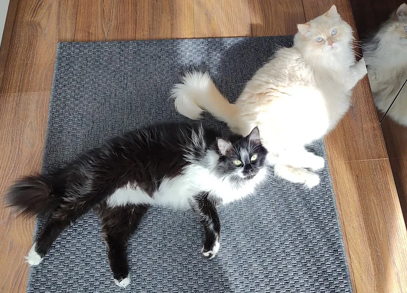 Mimis Katzenbetreuung — Pensione per gatti, Reinach, Argovia. Foto 3