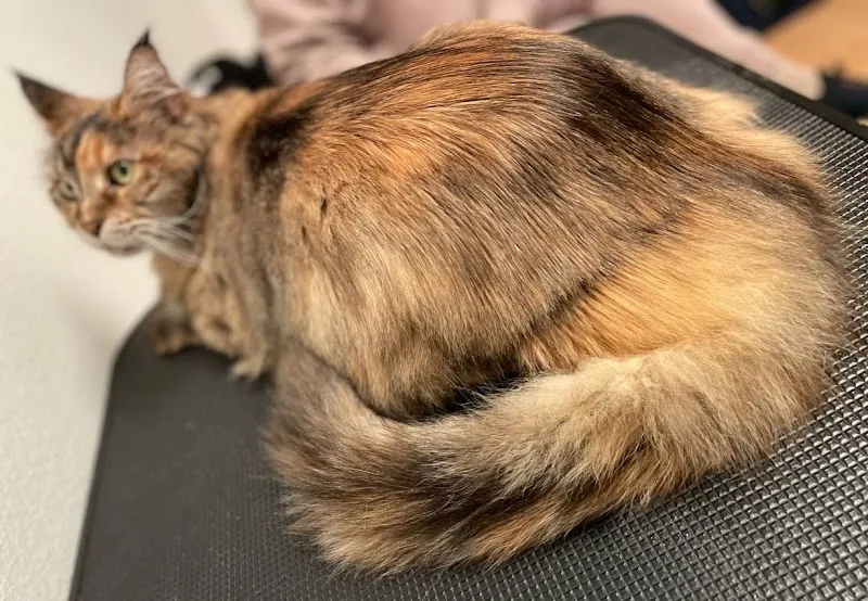 Katzenpflegeservice — Katzenpension in Allschwil, Basel-Landschaft. Bewertung 5.0/5.