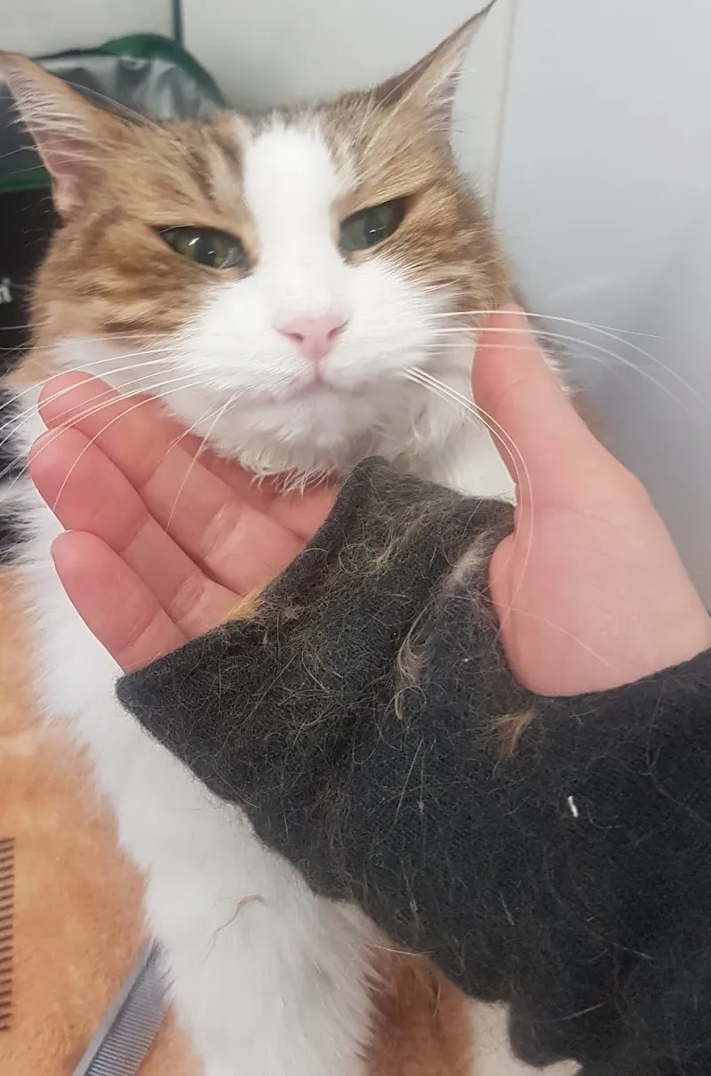 Katzenpflegeservice — Pension pour chats, Allschwil, Bâle-Campagne. Foto 2