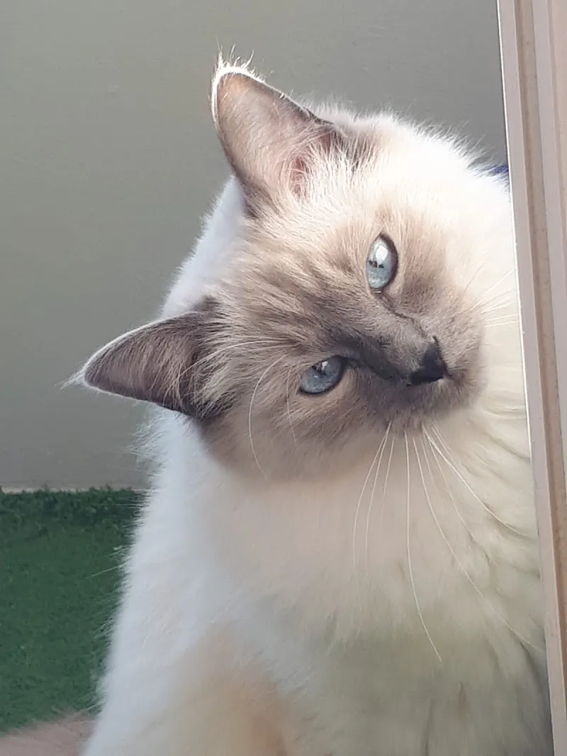 Katzenpflegeservice — Pension pour chats, Allschwil, Bâle-Campagne. Foto 3