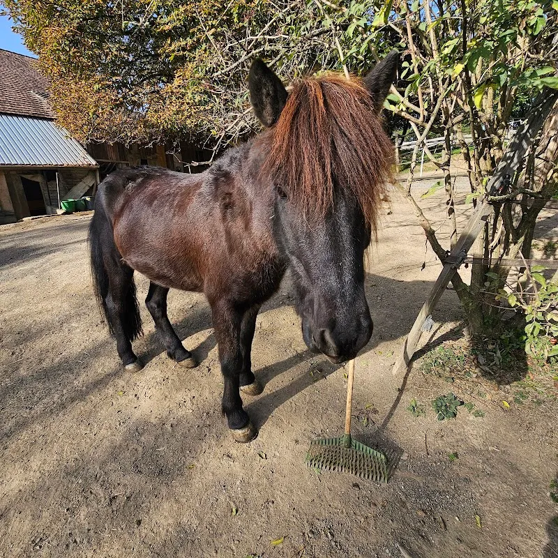 Moon & Friends Farm — Katzenpension in Birmensdorf, Zürich. Bewertung 3.7/5.