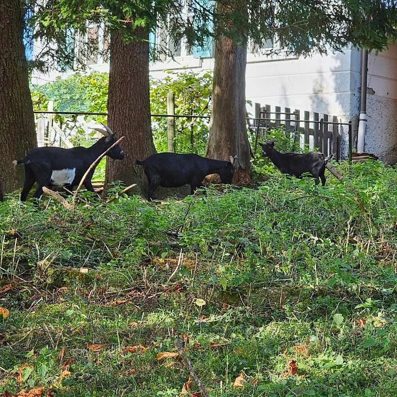 Moon & Friends Farm — Pension pour chats, Birmensdorf, Zurich. Foto 3