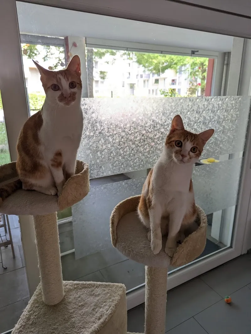 Nini's Petsitting — Katzenpension in Zürich, Zürich. Bewertung 5.0/5.