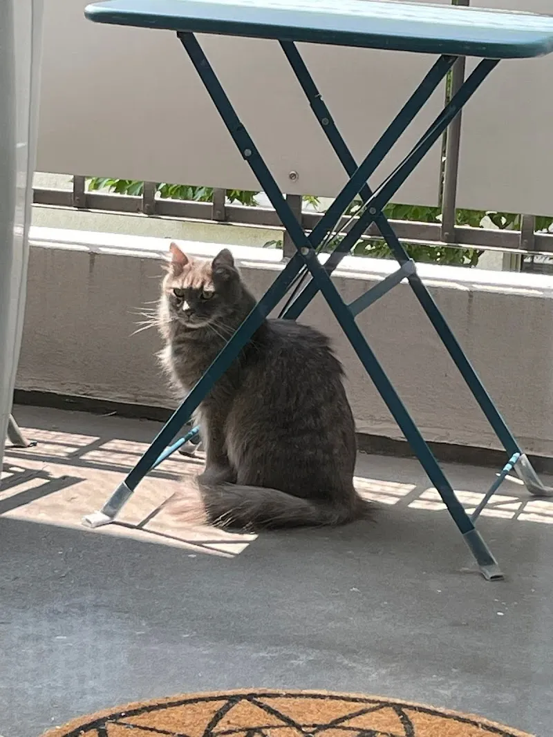 Nini's Petsitting — Pension pour chats, Zürich, Zurich. Foto 2