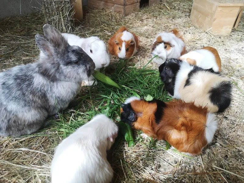 Ohana Tierbetreuung — Katzenpension, Schönenberg, Zürich. Foto 2