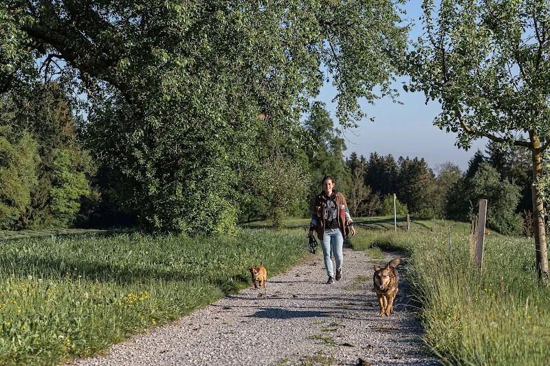 Ohana Tierbetreuung — Katzenpension, Schönenberg, Zürich. Foto 3