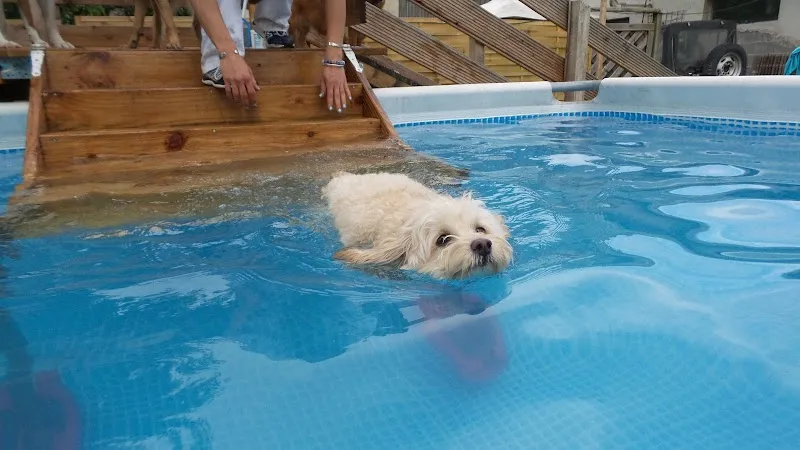 Pet Hotel — Katzenpension in Wila, Zürich. Bewertung 4.9/5.