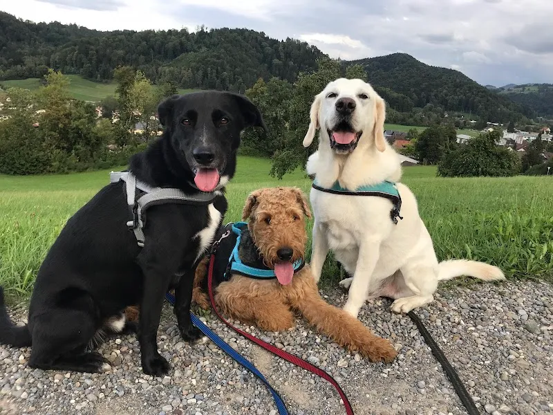Pet Hotel — Katzenpension, Wila, Zürich. Foto 2