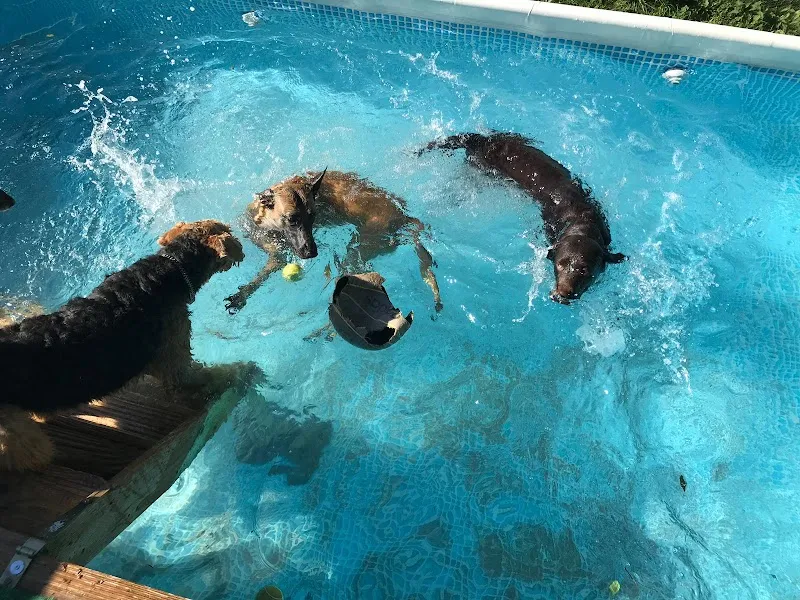 Pet Hotel — Katzenpension, Wila, Zürich. Foto 3