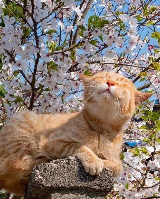 Pet-Service - Katzensitting bei Ihnen zu Hause — Katzenpension in Bremgarten, Aargau. Bewertung 5.0/5.