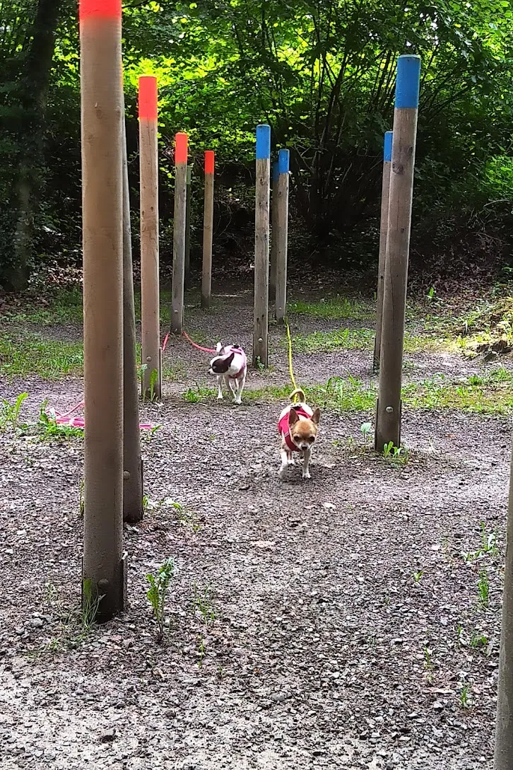 Pet-Service - Katzensitting bei Ihnen zu Hause — Pensione per gatti, Bremgarten, Argovia. Foto 2
